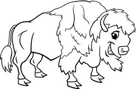 American Buffalo Clipart And Illustrations