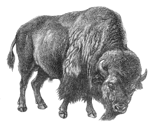 Free Bisons Clipart  Free Clipart Images Graphics Animated Gifs