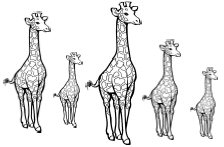     Giraffes And Sequence Them From Tall To Short Or From Short To Tall