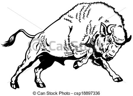 Wisent European Bison Attacking Pose Black And White Side View Image