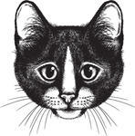 Vector Sketch Of A Black And White Cat S Face Front View 170924141 Jpg