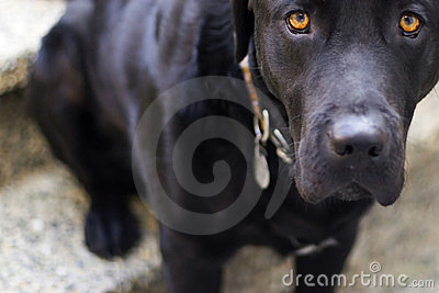 Puppy Dog Eyes Royalty Free Stock Images   Image  783149