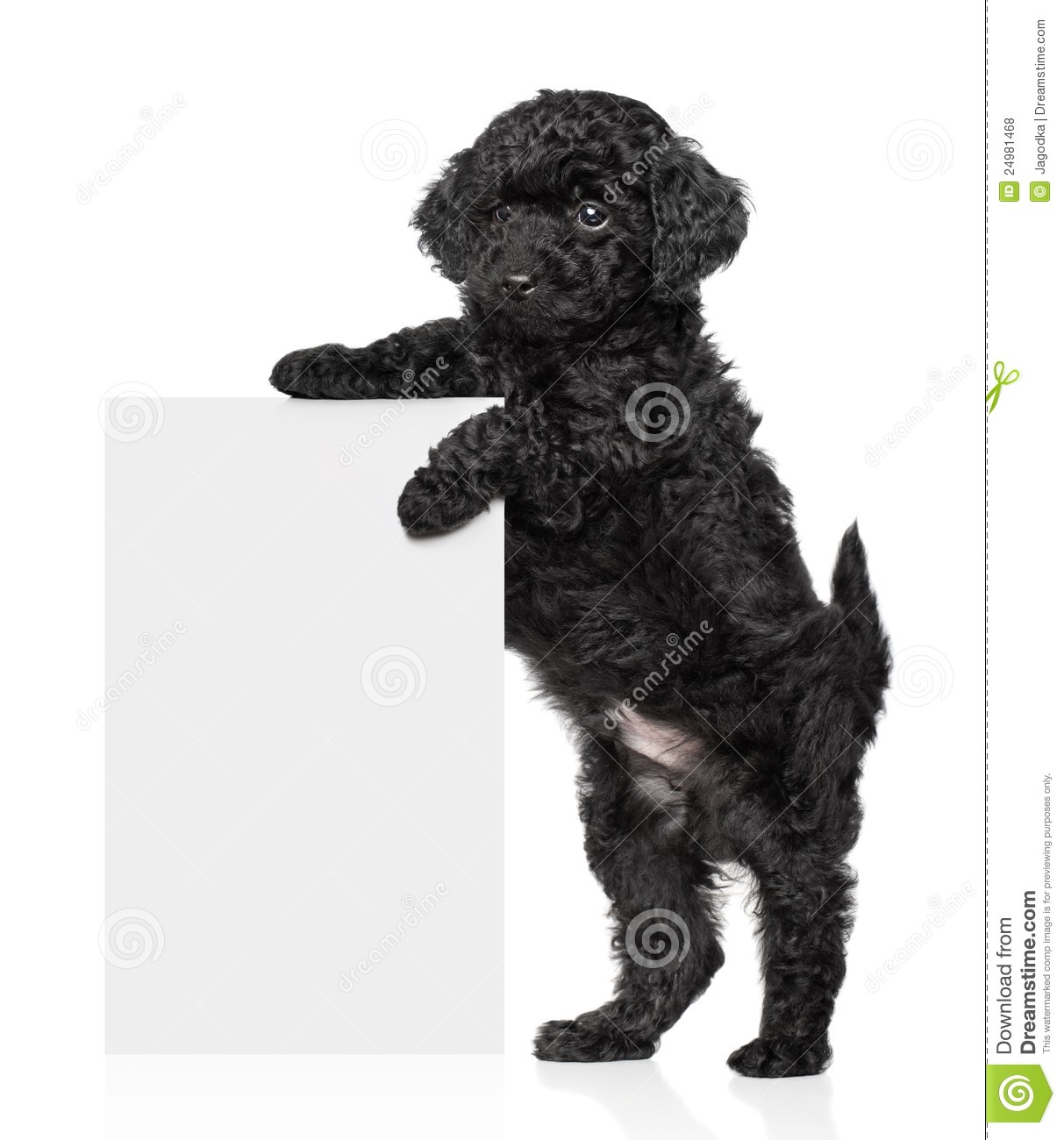 Black Toy Poodle Puppy Hold A Banner Royalty Free Stock Photos   Image