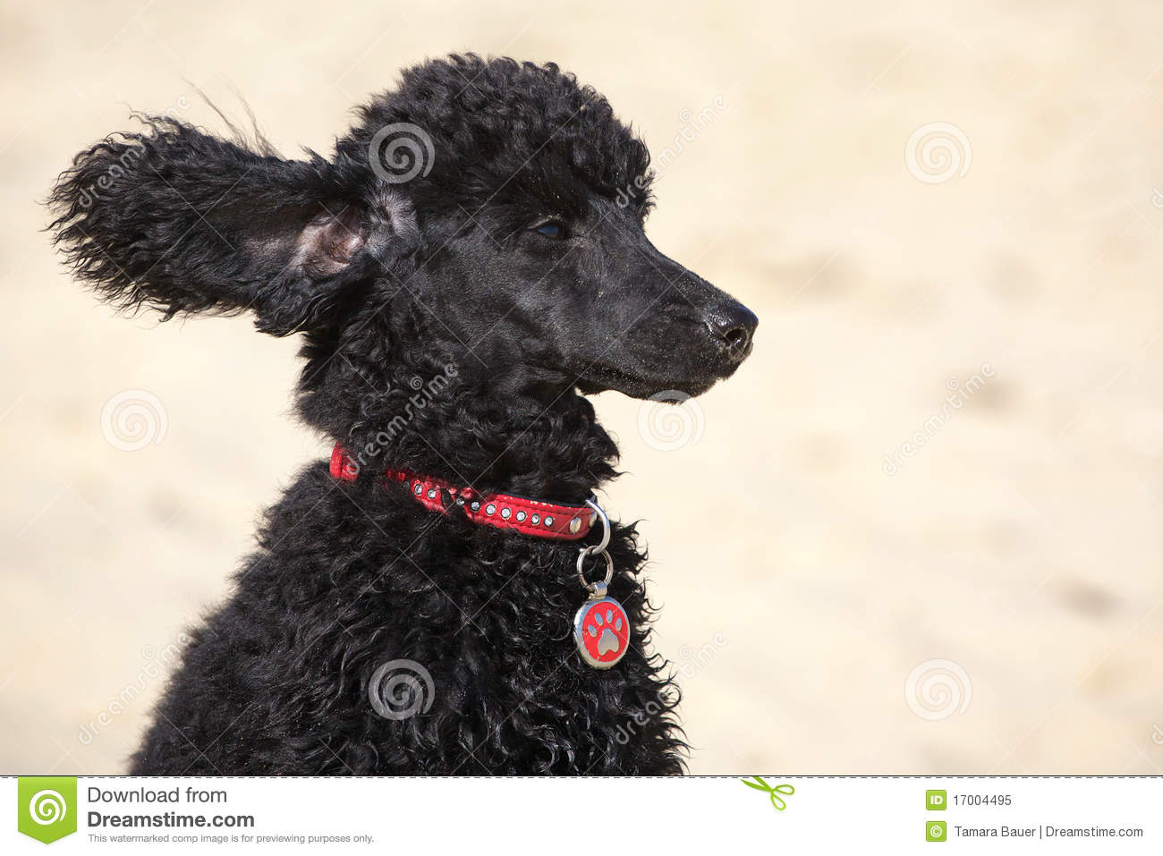 Black Toy Poodle Royalty Free Stock Photo   Image  17004495