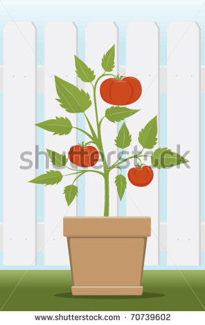 Potted Tomato Plant Clipart Potted Tomato Plant