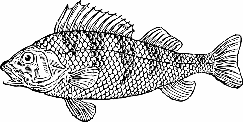 Search Terms  Bass Black And White Bw Coloring Pages Fish