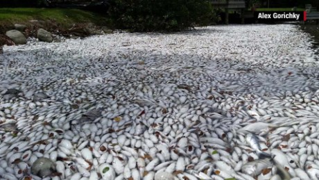 Fish Kill In Florida S Indian River Lagoon   Heartbreaking Images