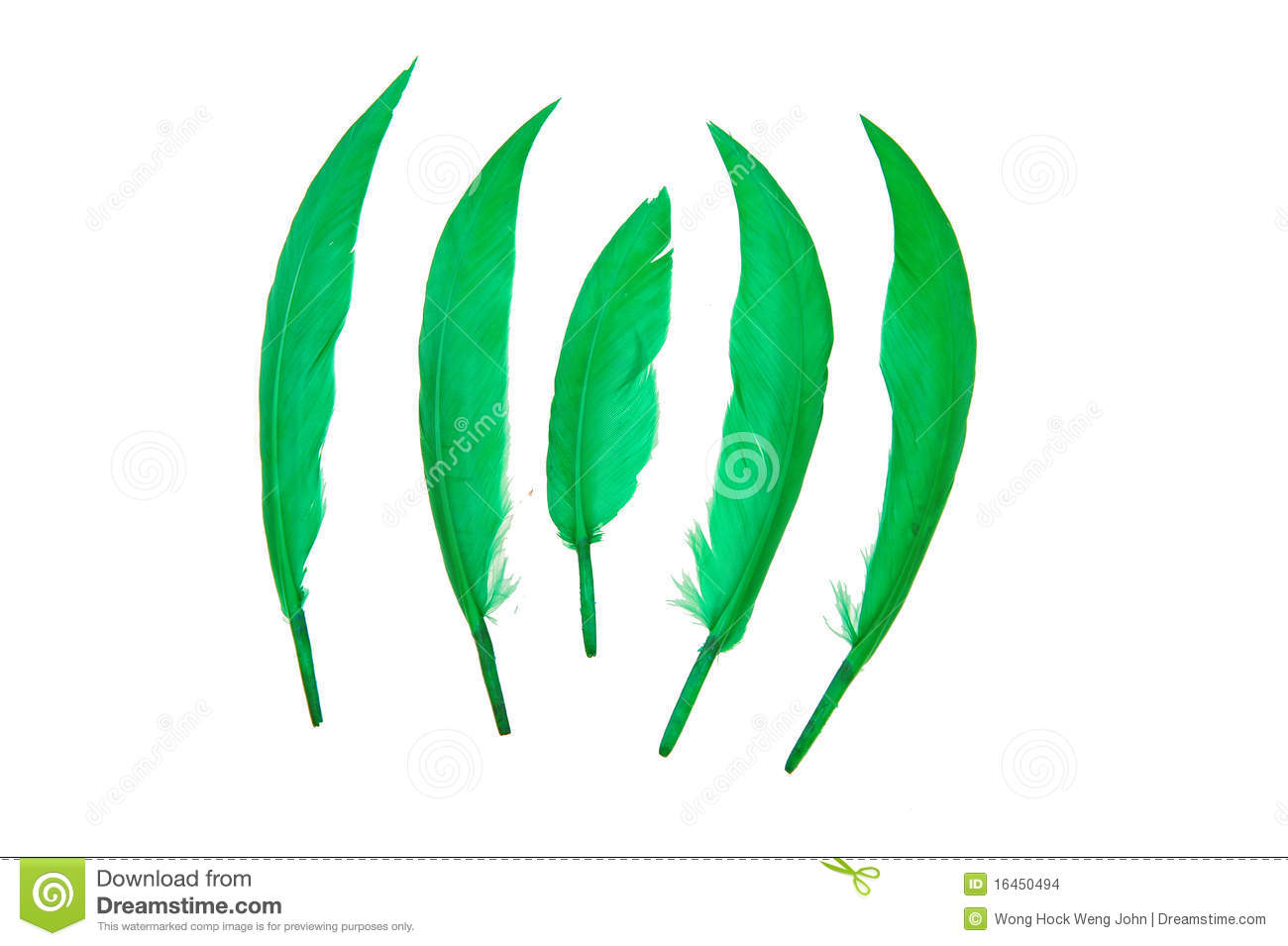 Green Bird Feather Stock Images   Image  16450494