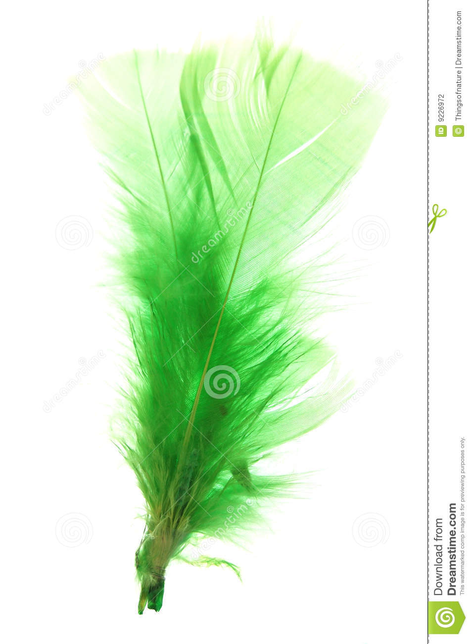 Green Feather Stock Photography   Image  9226972