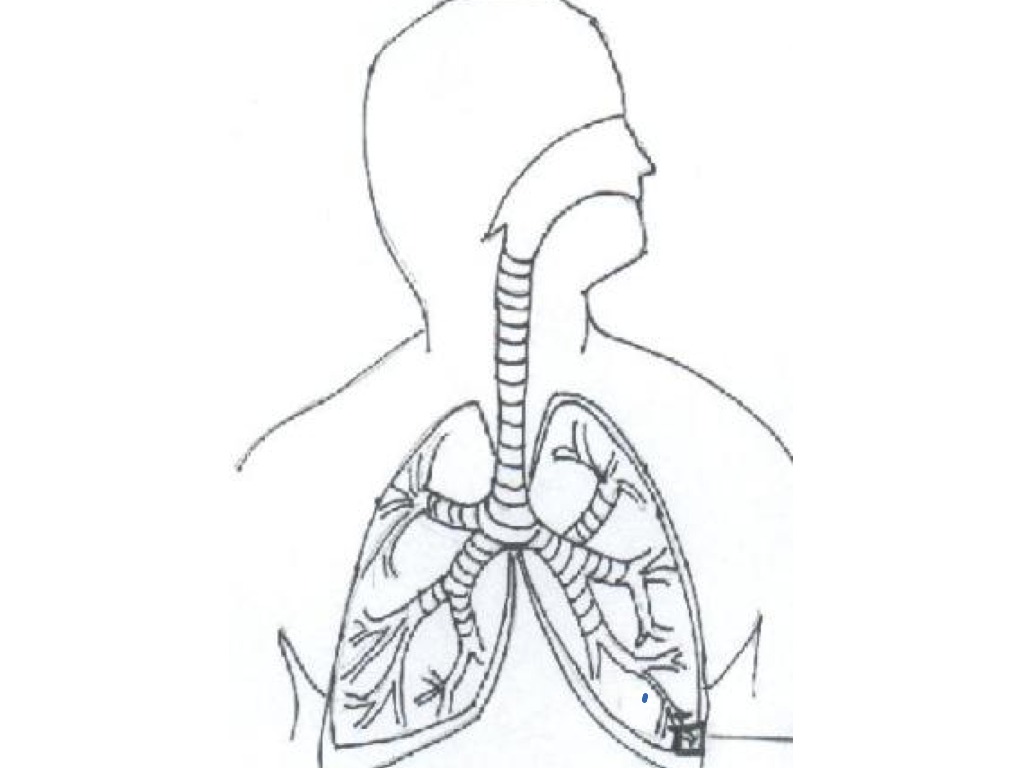 Respiratory System Coloring Page Respiratory System Coloring Page