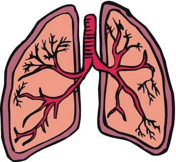 Respiratory System Pictures For Kids   Clipart Best