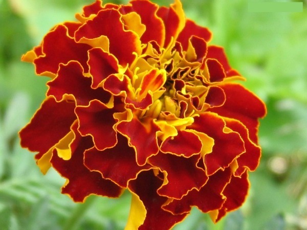 Marigolds   8 Best Flowers To Plant In The Fall