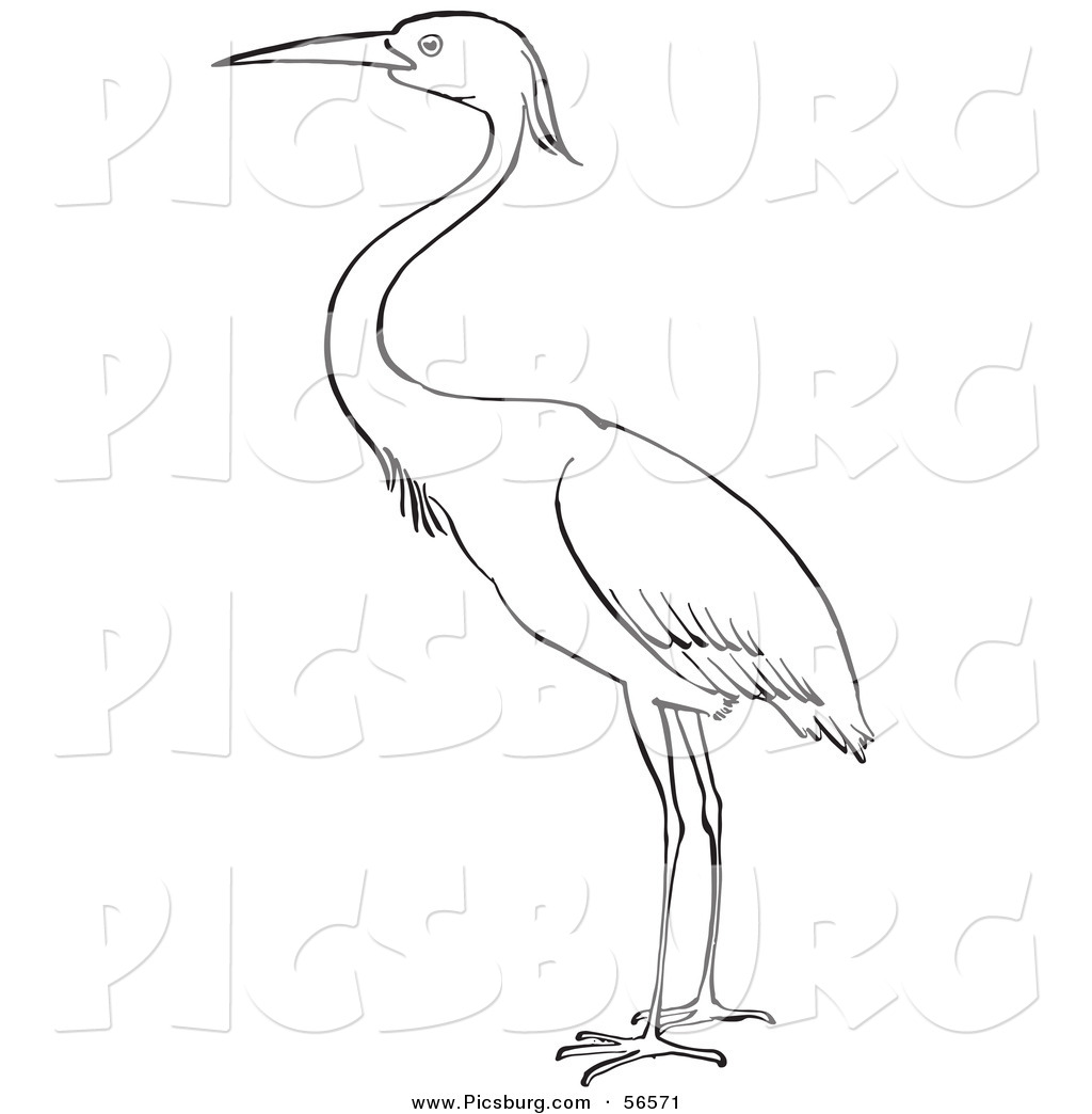 Heron Bird Standing On Ground   Black And White Line Art By Picsburg
