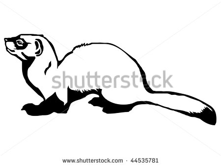 Black Ferret Stock Photos Illustrations And Vector Art