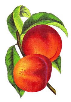 Alberta Fruit Clips Peaches Illustration Clip Art Free Fruit Vintage