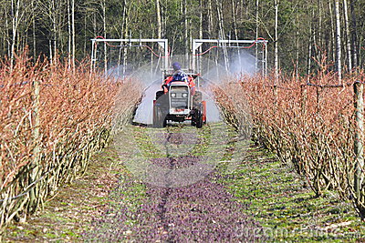 Farmer Sprays Chemicals On His Blueberry Crop To Prevent Mold Or