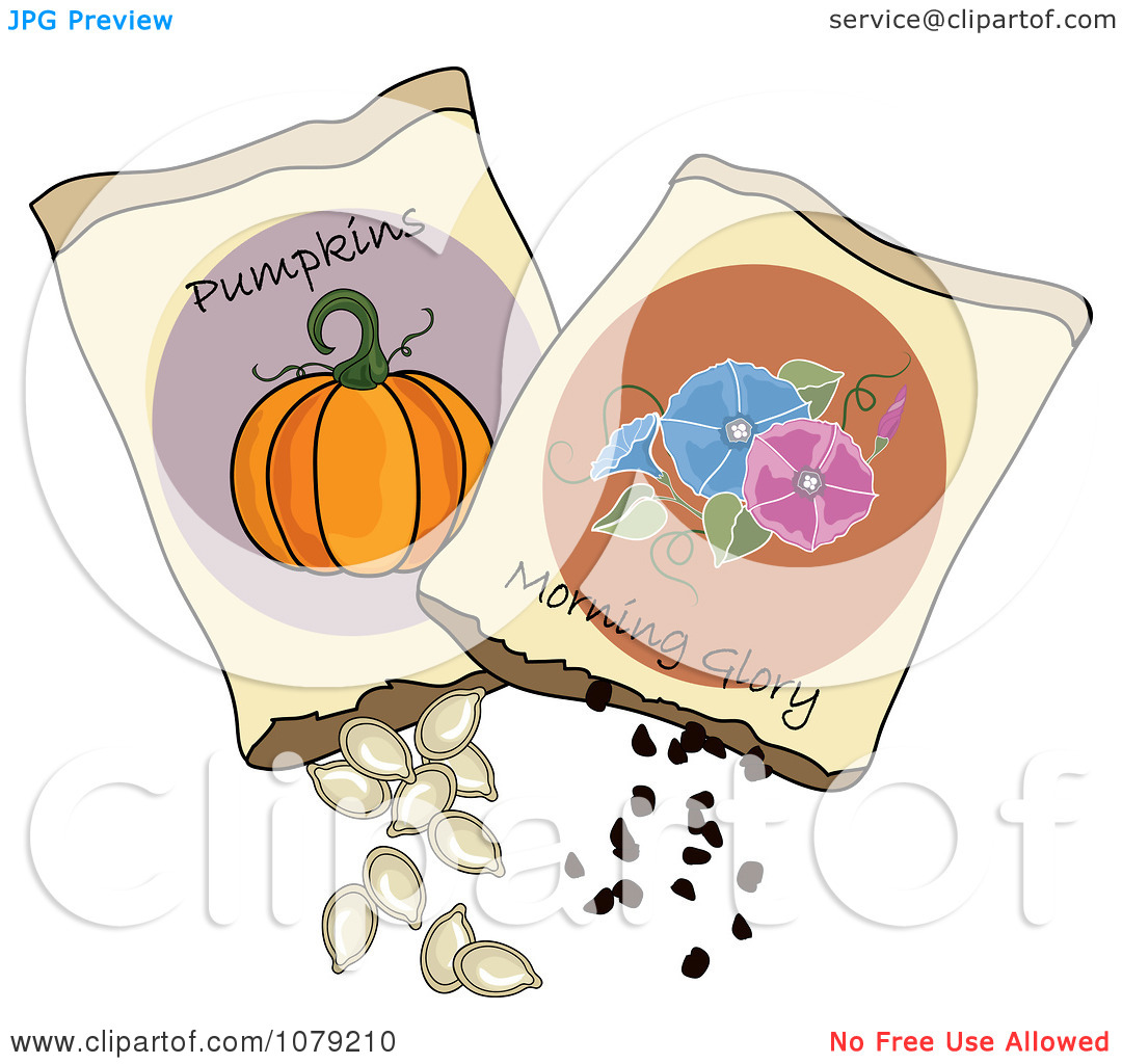 Pumpkin Seed Clipart   Clipart Panda   Free Clipart Images
