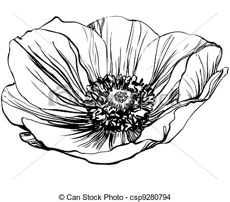 Black And White Picture Poppy Flower