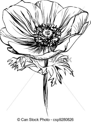 Stalk   Black And White Picture Poppy    Csp9280826   Search Clipart