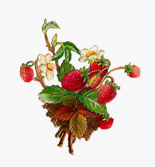 Antique Images  Free Fruit Clip Art  Strawberries And Strawberry