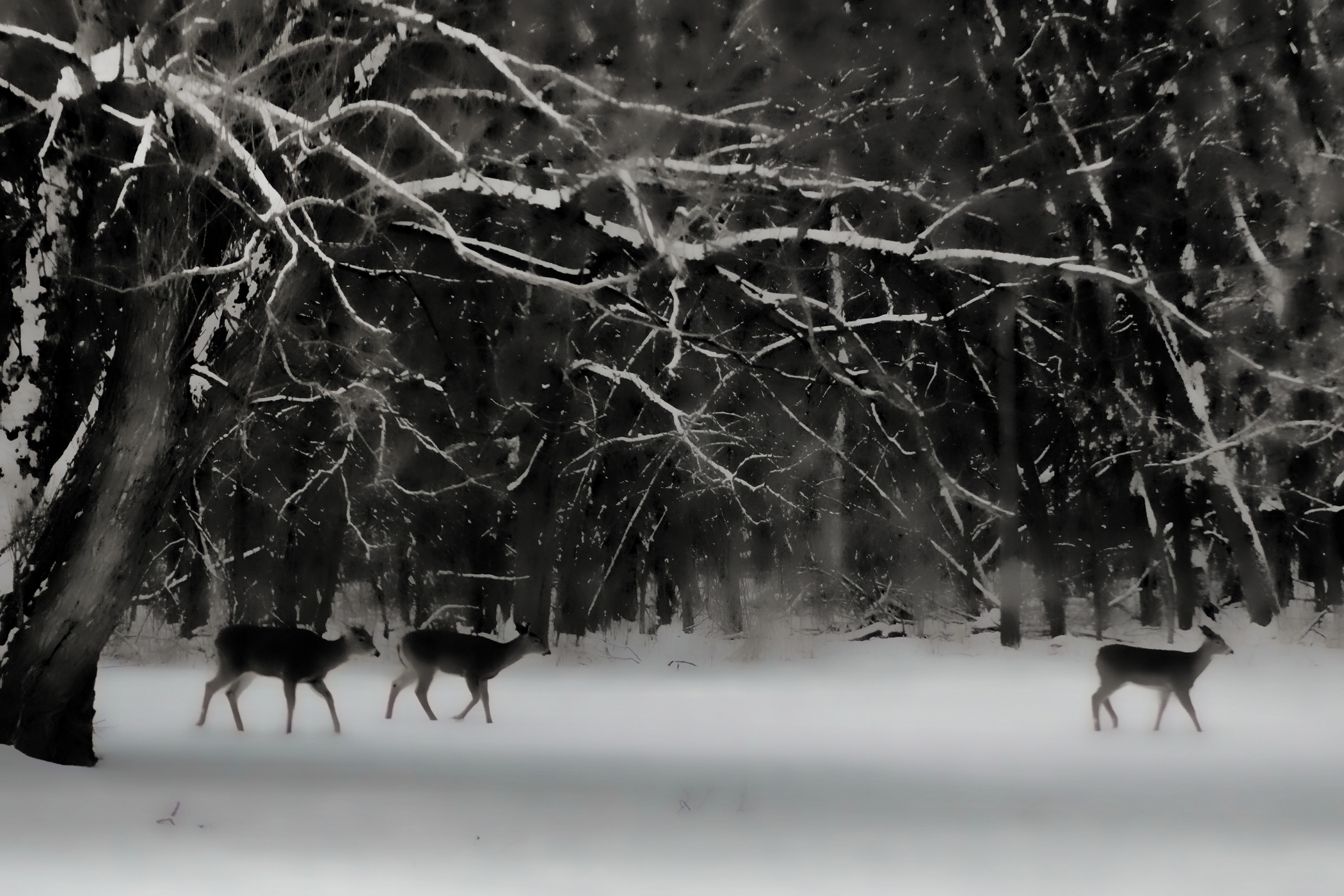 Pin Black And White Deer Scene On Pinterest