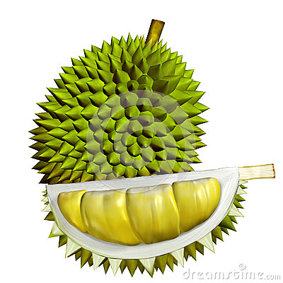 Durian Fruit Clipart D Durian Fruits Isolated White