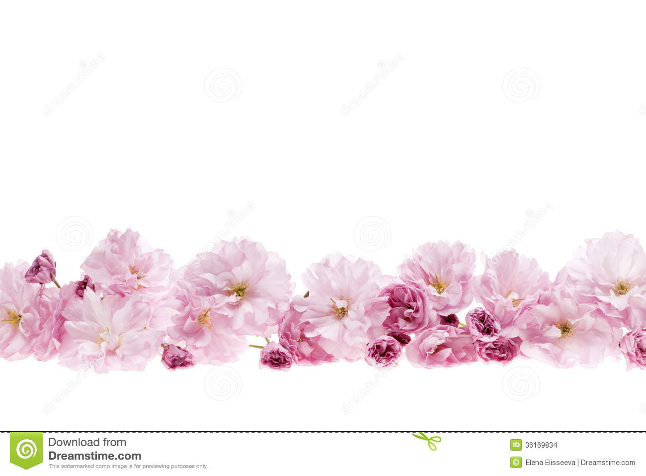 Cherry Blossom Flower Clipart Cherry Blossoms Flower Border