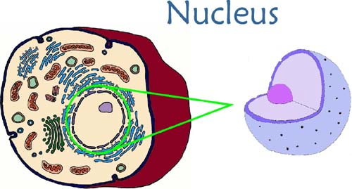 Animal Cell Nucleus Animal Cell Model Diagram Project Parts Structure