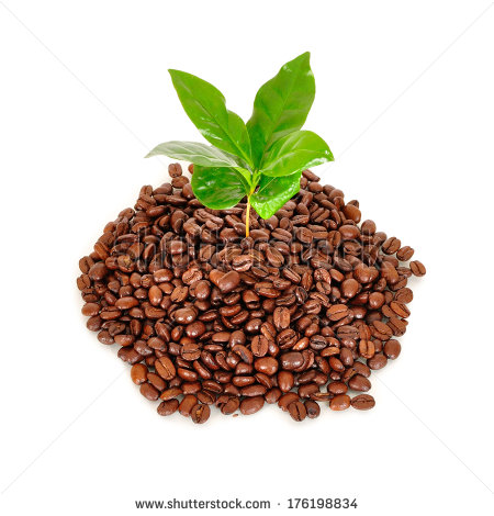 Coffee Tree With Coffee Beans And Ground On A White Background   Stock