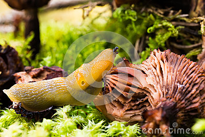 Slug At Environment  Gastropod Mollusk Stock Photo   Image  46168157