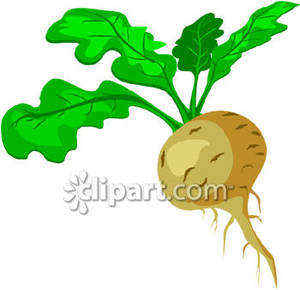 Rutabaga With Leaves Attached   Royalty Free Clipart Picture