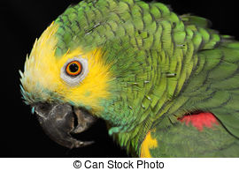 Green Parrot Illustrations And Clipart  2066 Green Parrot Royalty