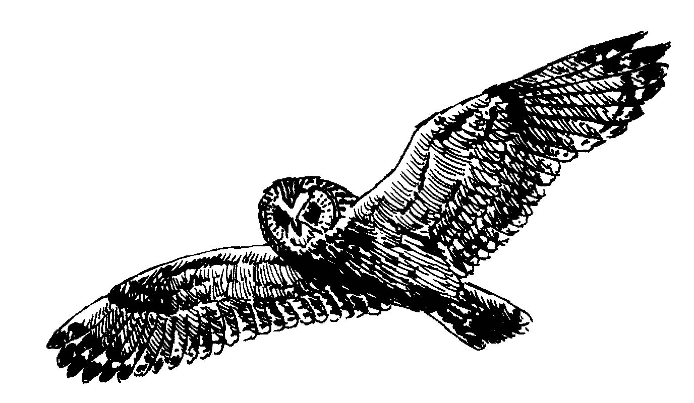 Flying Hawk Clipart   Cliparts Co