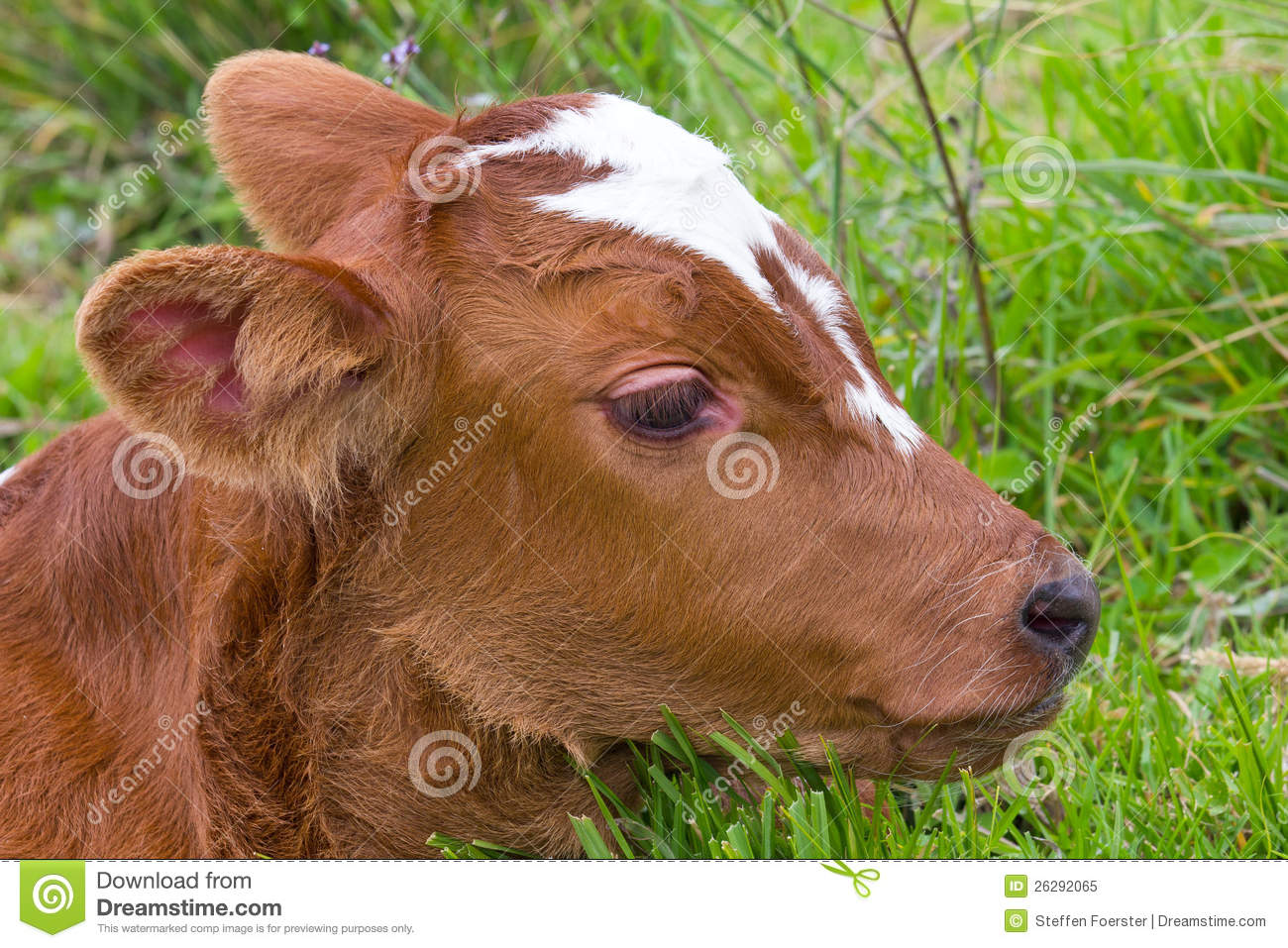 Closeup Of A Brown Baby Cow Calf