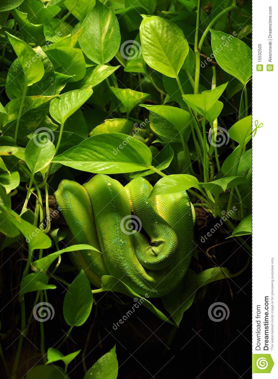 Snake In Jungle Royalty Free Stock Photo   Image  15532505