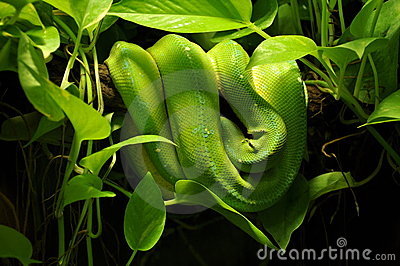 Snake In Jungle Stock Images   Image  15532504