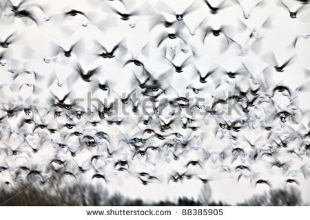Flock Of Birds Stock Photos Illustrations And Vector Art