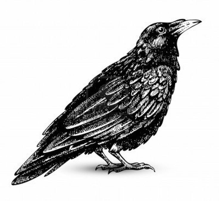 Raven Clip Art   Google Searchphotos Black Birds Crows Ravens