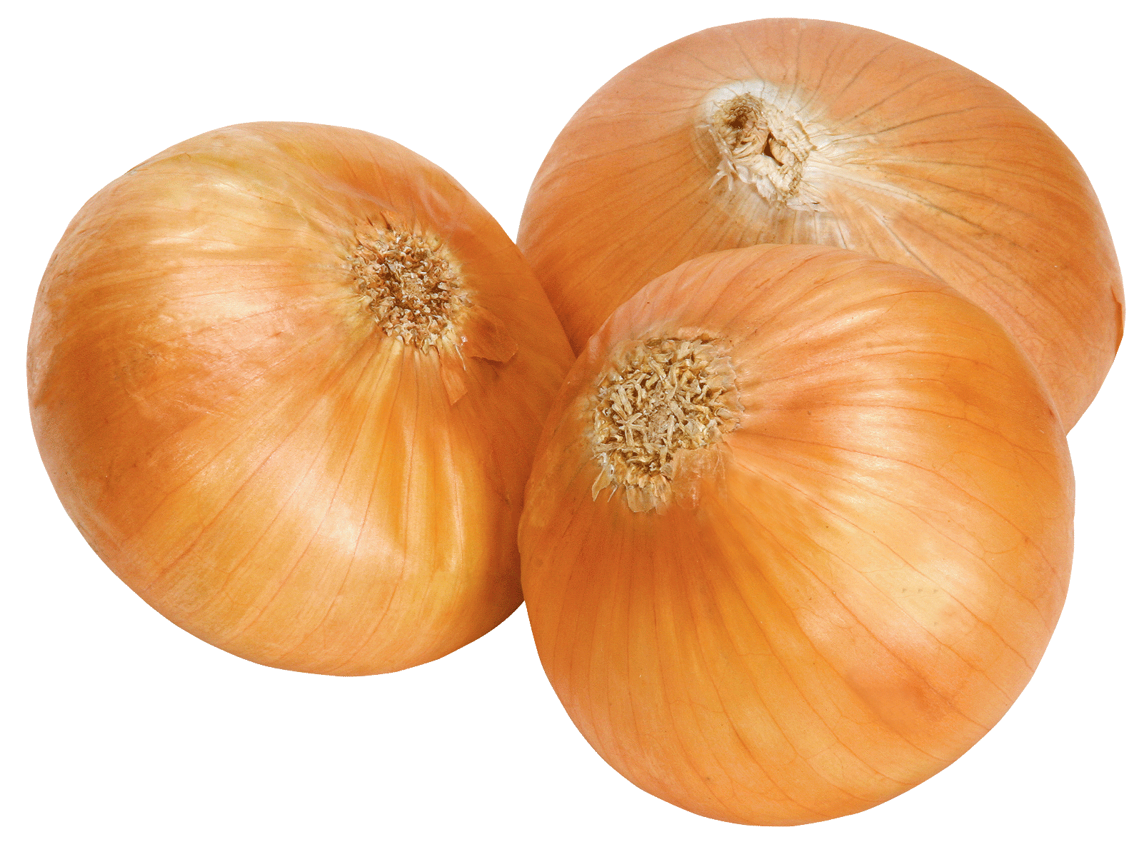Onion Png Image Free Download Picture   Onion Png Image Free