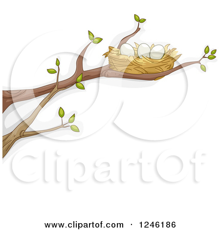 Clipart Of A Bird Nest With Eggs On A Tree Branch   Royalty Free