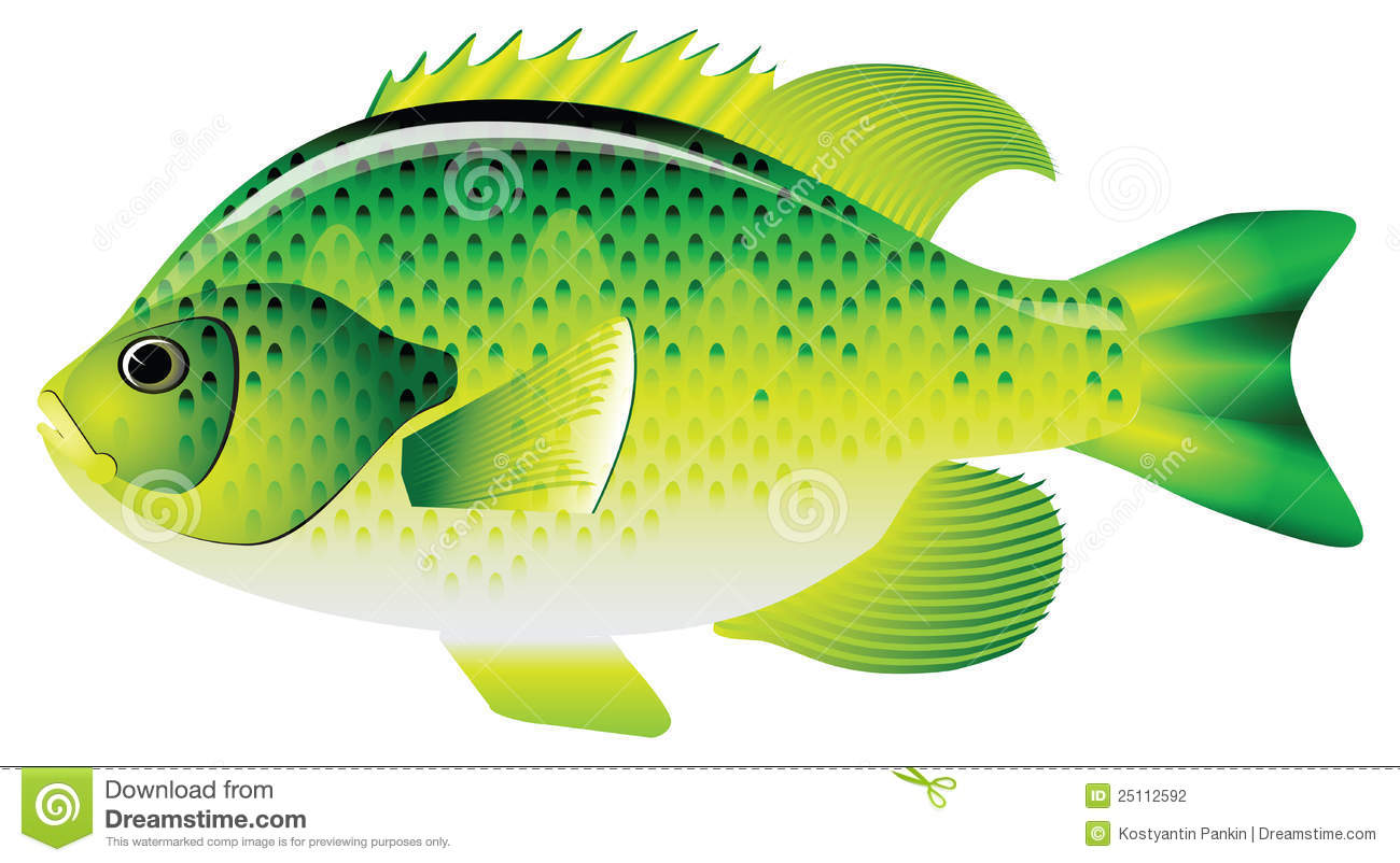 Bluegill Inhabit The Rivers Of Many Countries  Vector Illustration