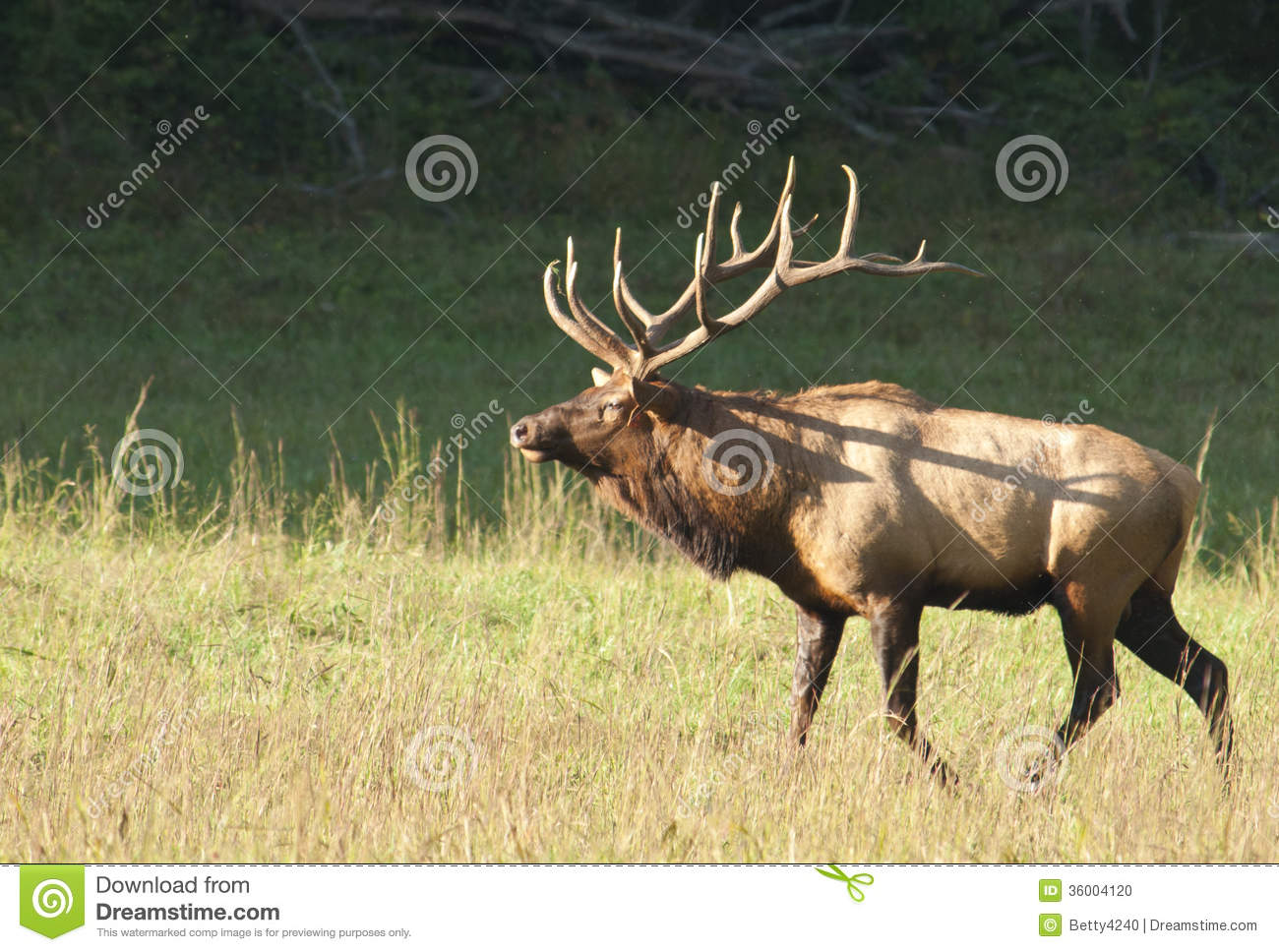 Bull Elk Sounds A Bugle In The Rutting Season At Cataloochee Part Of
