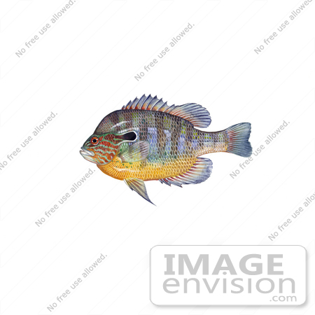 Clipart Image Illustration Of A Longear Sunfish  Lepomis Megalotis