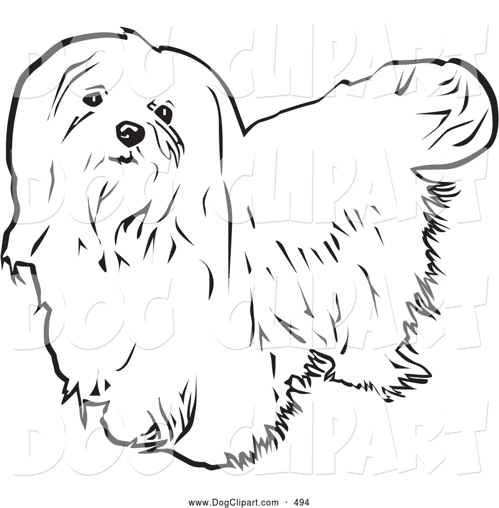 Clip Art Of A Cute And Long Haired Maltese Dog Looking Upwards On A    
