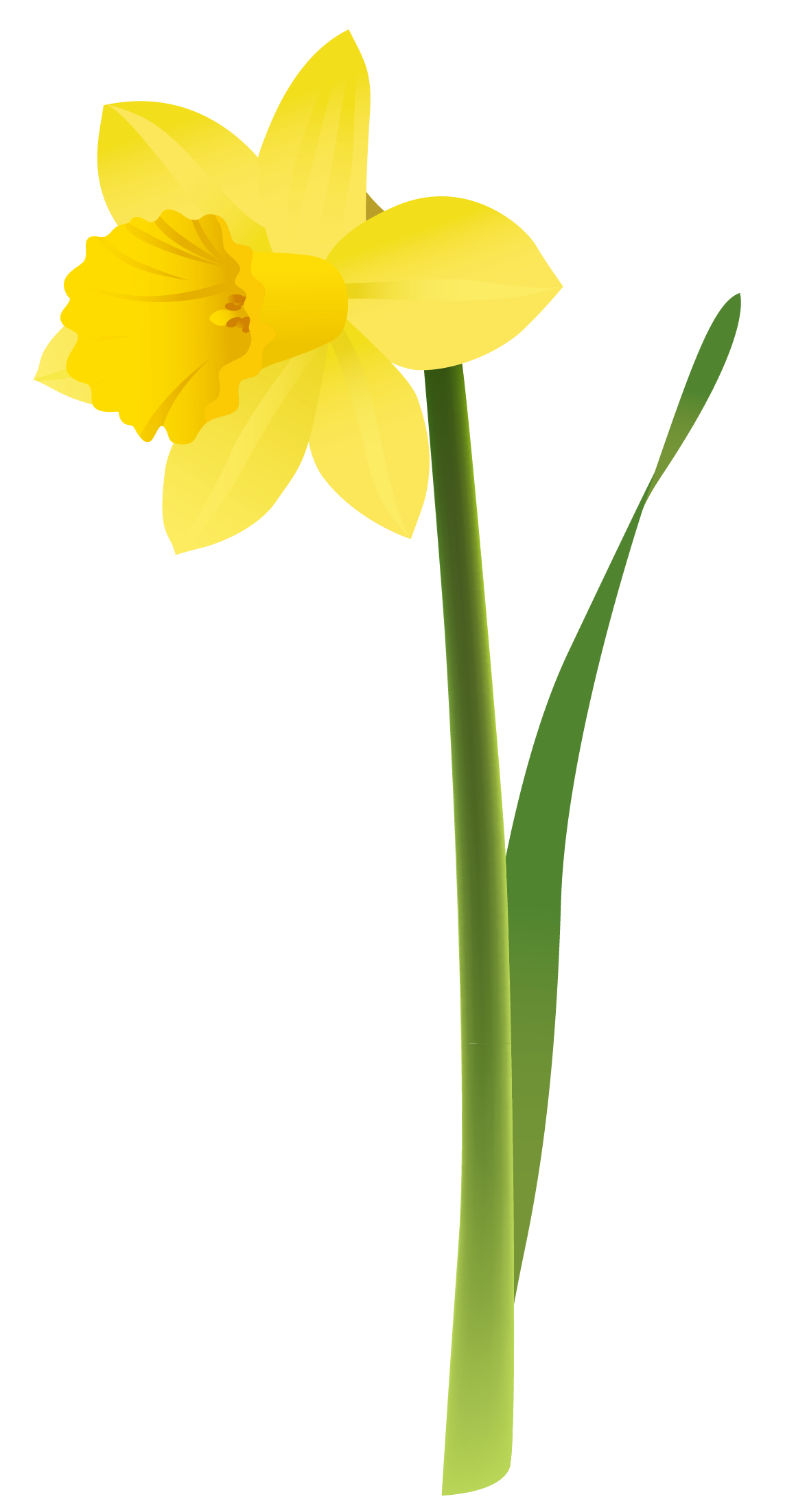 Daffodil Clip Art Free   Cliparts Co