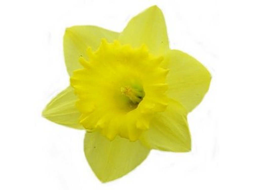 Free Daffodil Clipart Pictures