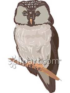Sleeping Spotted Owl   Royalty Free Clipart Picture