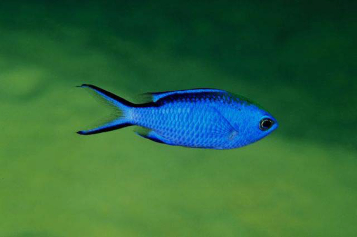 Search  Cute Blue Fish Clipart