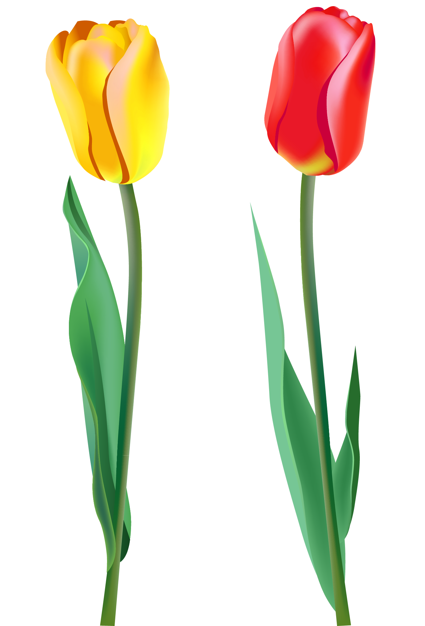 10 Spring Tulips Clip Art   Free Cliparts That You Can Download To You