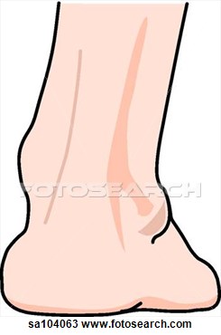 Anatomy Of The Right Leg  Ankle And Foot   Sa104063   Search Clipart